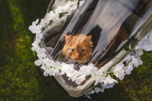 A cat sitting in a stroller covered in flowers captured by a Western MA Wedding Photographer.